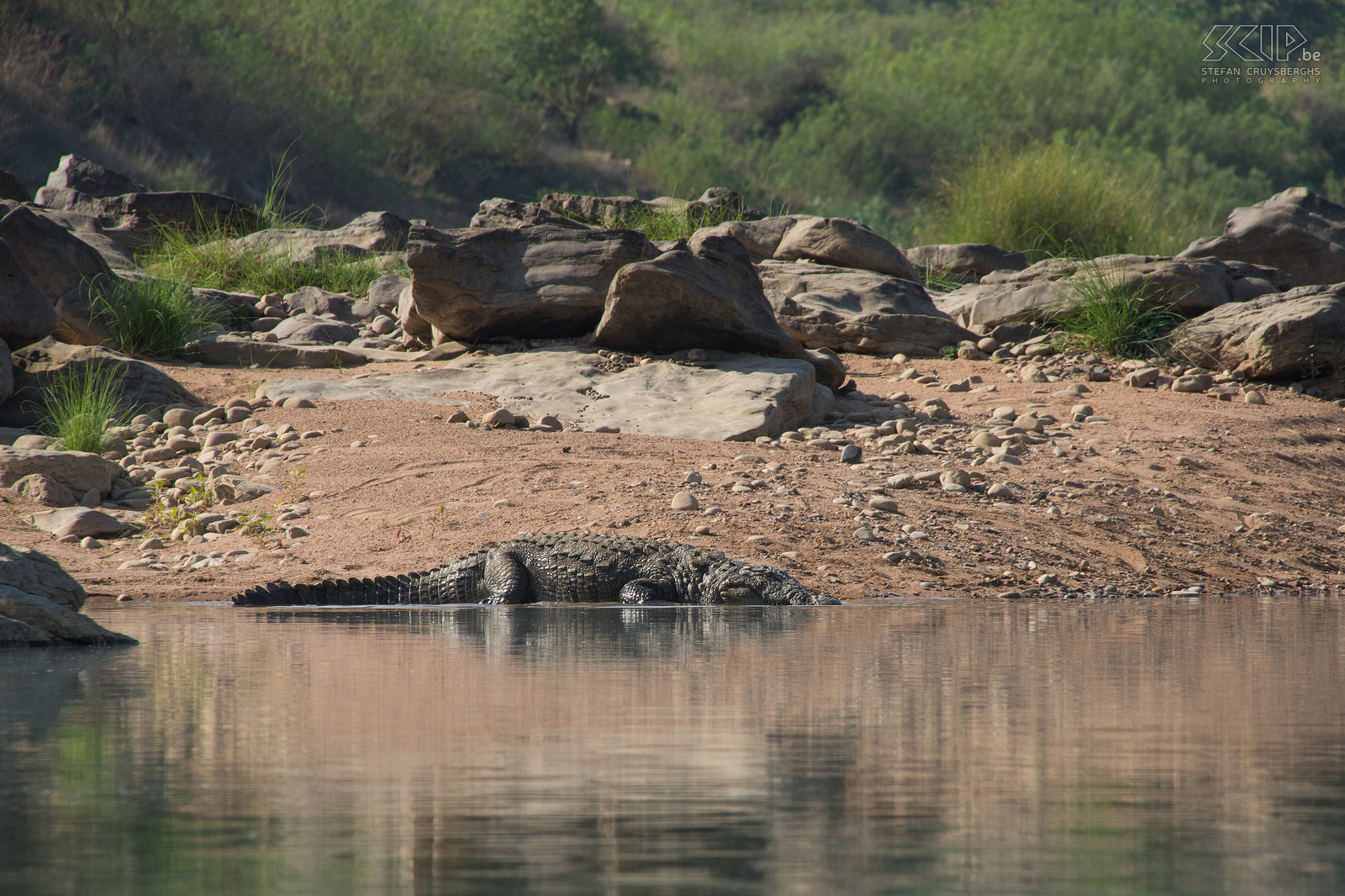 Panna - Krokodil Een krokodil in de Ken rivier in Panna nationaal park. Stefan Cruysberghs